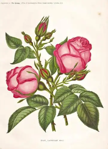 Rose catherine bell - rote Rose roses Rosa Rosea / flower flowers Bume Blumen / Pflanze Planzen plant plants /