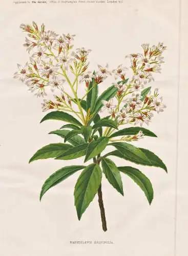 Raphiolepis salicifolia - Rhaphiolepis salicifolia / Vietnam China / flower flowers Blume Blumen / Pflanze Pla