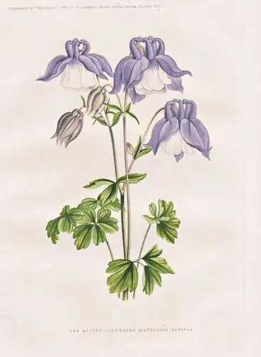 The alpine Columbine (Aquilegia alpina) - Aquilegia Akelei Akeleien / Columbia Kolumbien / flower flowers Blum