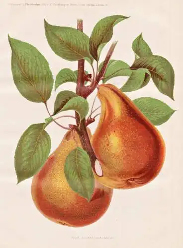 Pear beurre duroneau - Birne Pear Birnenbaum Obstbaum / Obst fruit / Pflanze Planzen plant plants / botanical