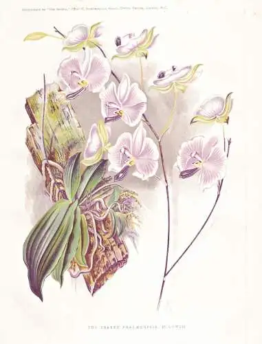 The beaked Phalaenopsis (P. lowii) - Myanmar / Orchidee orchid / flower flowers Blume Blumen / Pflanze Planzen