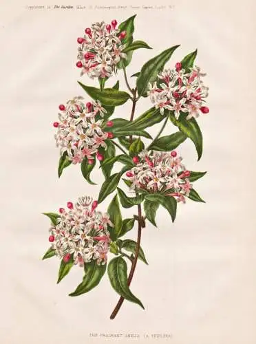 The fragrant abelia (A. triflora) - Abelie honeysuckle / Himalaya / flower flowers Blume Blumen / Pflanze Plan