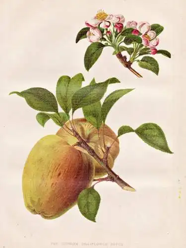 The cornish gilliflower apple - Cornwalliser Nelkenapfel Apfel Cornwall / Obst fruit / Pflanze Planzen plant p