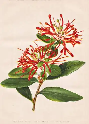 The fire bush (Embothrium coccineum forst) - Chilenischer Feuerstrauch Chilean firetree / Chile  / flower flow