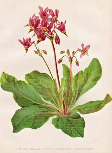 The rosy american cowslip (Dodecatheon integrifolium) - Götterblume / North America Nordamerika / flower flow