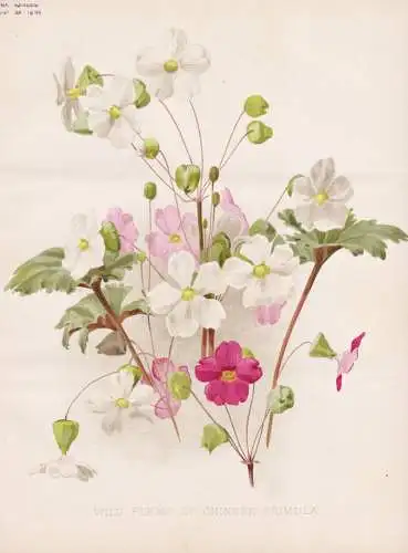 Wild forms of chinese Primula - Primula Primel primrose / China / flower flowers Blume Blumen / Pflanze Planze
