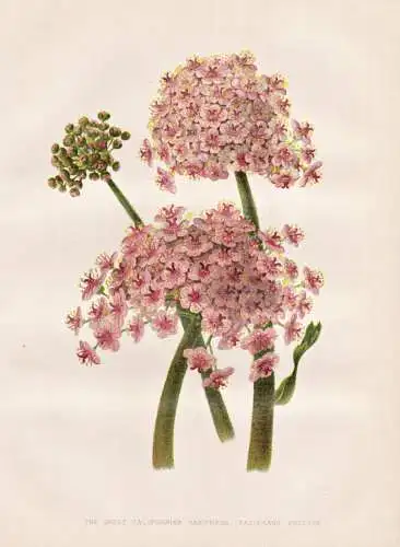 The great californian Saxifrage (Saxifraga peltata) - Schaublatt / California Kalifornien / flower flowers Blu