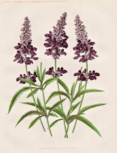 The silvery sage (Silvia farinacea) - Salbei / Kräuter herbs / flower flowers Blume Blumen / Pflanze Planzen