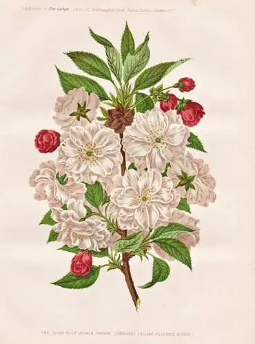 The large rosy double cherry (Cerasus Juliana floribus roseis) - Kirschblüten Kirsche cherry / Obst fruit / P