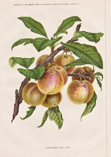 Transparent gage plum - Pflaume plum Pflaumen plums / Obst fruit / Pflanze Planzen plant plants / botanical Bo