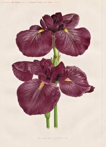 The japan Iris 1. kaempferi var. - Iris Schwertlilie Lilie lily / flower flowers Blume Blumen / Pflanze Planze
