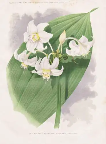 The slender Eucharis (Eucharis Candida) - Amazon Lily Lilie  / Mexiko Mexico Venezuela New Granada / flower fl