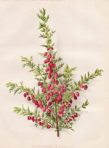 The rosy boronia (B. elatior) - Boronie Boronia Korallenraute / Australia Australien / flower flowers Blume Bl