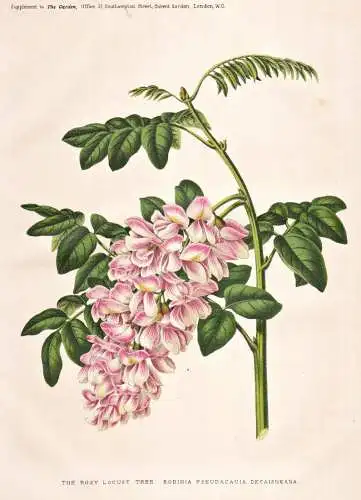 The rosy locust tree Robinia pseudoacacia decaisneana  - Robinie Scheinakazie black locust / flower flowers Bu
