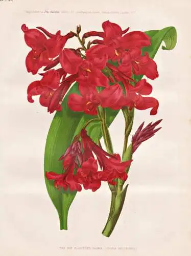 The iris flowered Canna (Canna Iridiflora) - Irisblütiges Blumenrohr canna lily / Pflanze Planzen plant plant
