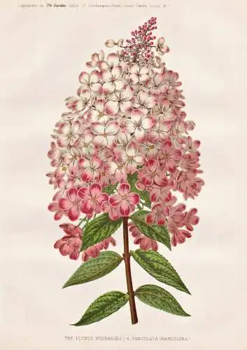 The plumed Hydrangea (H. paniculata grandiflora) - Hortensie Panicled hydrangea / China Korea Japan Russia / f