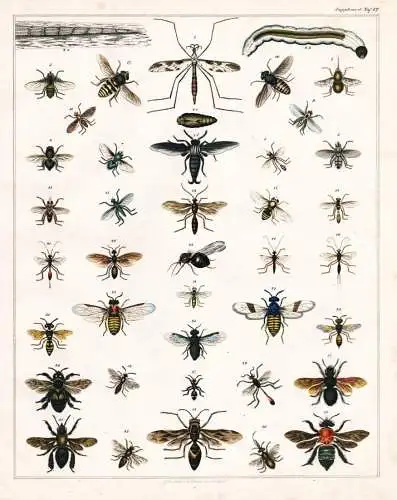 (Taf. 12) - Fliege fly Fliegen flies Wespe wasp Biene bee Ameise ant / Insekten insects / Zoologie zoology Tie