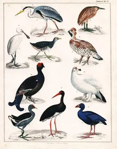 (Taf. 26) - Reiher Storch Huhn Hühner heron stork hen chicken Birkhuhn grouse / Vögel Vogel bird birds / Zoo