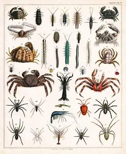 (Taf. 11) - Krabben Crab Spinnen spiders Spinne spider / Zoologie zoology Tiere animals