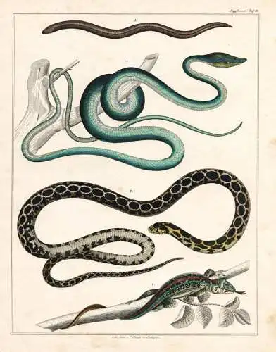 (Taf. 21) - Schlangen snakes Baumschlange Blindschlange Echse lizard / Zoologie zoology Tiere animals