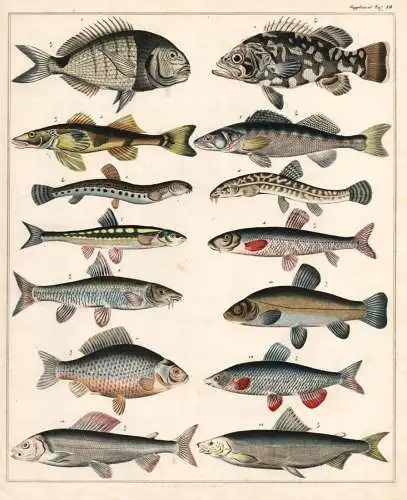 (Taf. 19) - Brachse bream Karpfen carp Lachs salmon Fische fish Fisch / Zoologie zoology Tiere animals