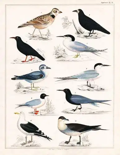 (Taf. 25) - Krähen Corvus crow Sturmvogel sea birds Möwe Schwalbe / Vögel Vogel bird birds / Zoologie zoolo