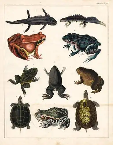 (Taf. 20) - Frösche Frosch frog Schildkröten turtles Molch Newt Salamander / Zoologie zoology Tiere animals