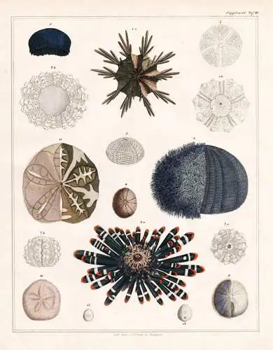 (Taf. 10) - Seeigel Sea urchin Stachelhäuter Echinoderm / Zoologie zoology Tiere animals