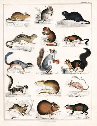 (Taf. 28) - Maus mouse mice Mäuse Ratten rats Meerschweinchen Guinea pig / Zoologie zoology Tiere animals