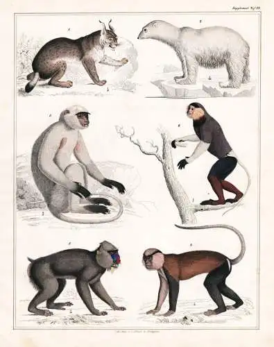 (Taf. 32) - Lynx Lunchs Eisbär Polar bear Affe Pavian Affen Primate monkey monkeys / Zoologie zoology Tiere a