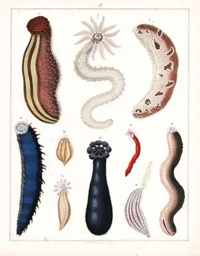 (Taf. 9) - Sternwürmer Spritzwürmer Sipuncula Igelwürmer Echiura spoon worms Würmer / Zoologie zoology Tie
