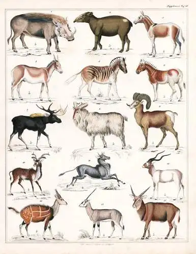 (Taf. 30) - Kudu Zebra Quagga Ziege goat Antelope Esel donkey / Zoologie zoology Tiere animals