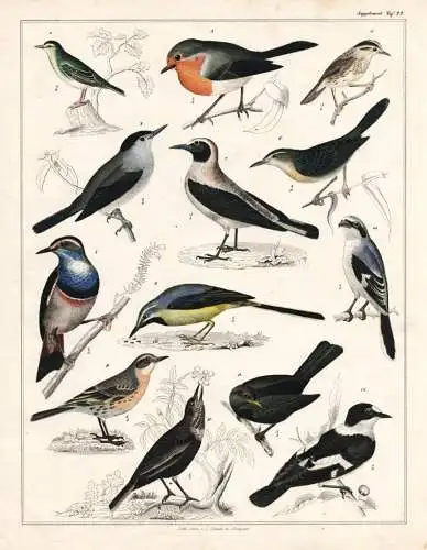 (Taf. 22) - Drossel Thrush Vögel Vogel bird birds / Zoologie zoology Tiere animals