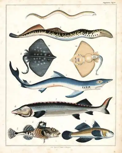 (Taf. 18) - Querder Neunaugen Rochen blaue Hai blue shark / Fisch fish Fische / Zoologie zoology Tiere animals