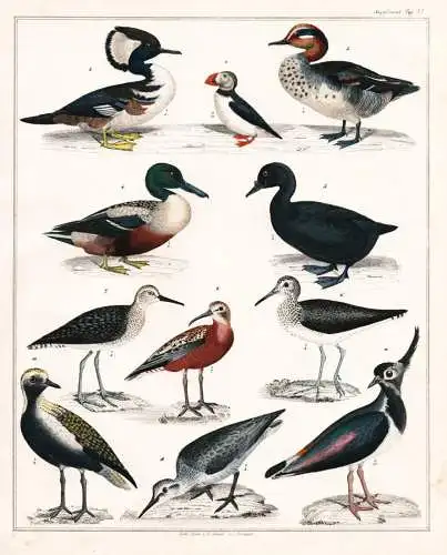 (Taf. 27) - Papageitaucher puffin Löffelente shoveler Ente duck ducks Sumpfvögel / Vögel Vogel bird birds /