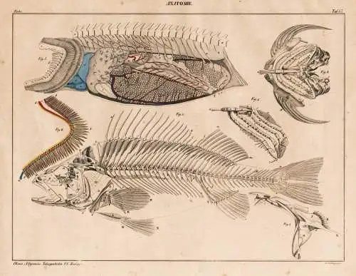 Anatomie - Anatomy Skelett Gräte skeleton / Fisch Fische fish fishes / Zoologie zoology