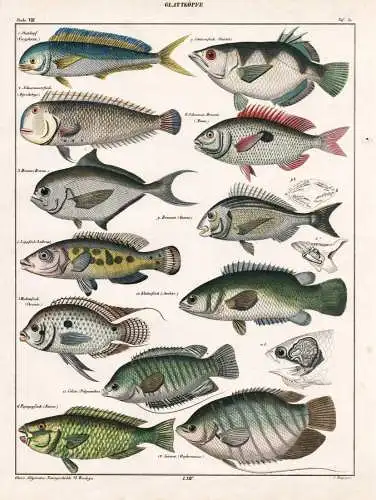 Glattköpfe - Brachse Brassen bream Lippfische Wrasse / Fisch Fische fish fishes / Zoologie zoology