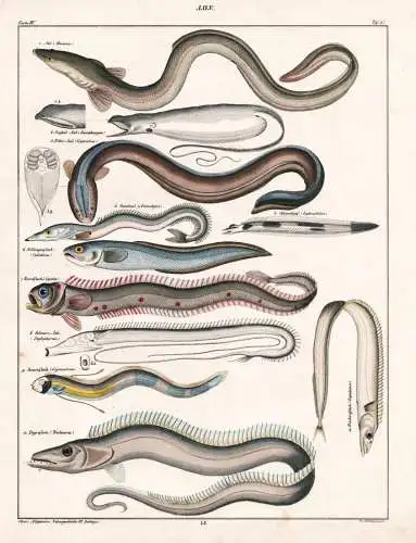 Aale - Aale eels Bandfisch ribbonfish Degenfisch scabbardfish / Fisch Fische fish fishes / Zoologie zoology