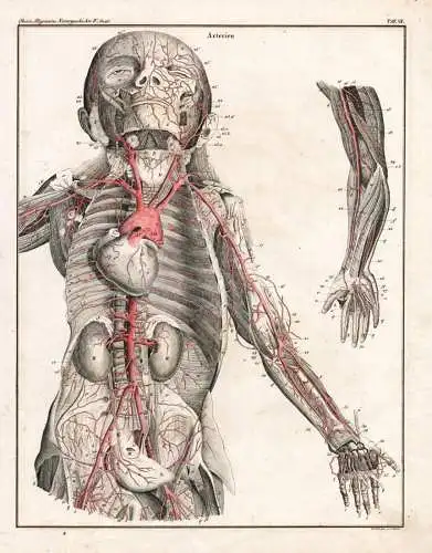Arterien - Taf. VII - arteries blood vessels Blutgefäß / human anatomy Anatomie