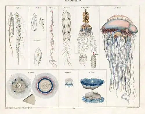 Blasenquallen - Blasenquallen Qualle jelly fish Meduse Medusa / Zoologie zoology