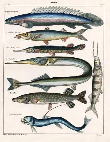 Hechte - Hecht Northern pike Viperfische Viperfish / Fisch Fische fish fishes / Zoologie zoology
