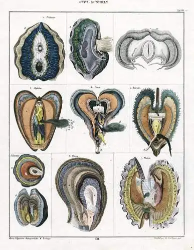 Huft-Muscheln - Taf. VIII - sea shells Muscheln Tridaena Pinna Avicula Mytilus Ostrea Anomia Pecten / Zoologie