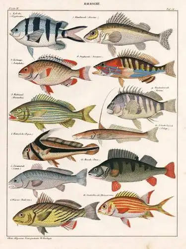 Baersche - Flussbarsch perch Ritterfisch Jack-knifefish Kaulbarsch ruffe / Fisch Fische fish fishes / Zoologie