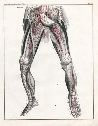 Arterien - Taf. VIII - arteries blood vessels Blutgefäß Rumpf torso Beine legs Füße feet / human anatomy A