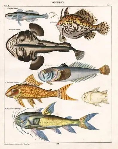 Dickköpfe - Froschfische toadfisch Groppe bullhead Harnischwelse Loricariidae / Fisch Fische fish fishes / Zo