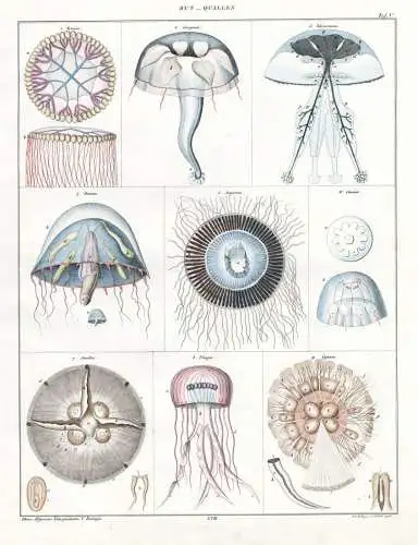 Hut-Quallen - Meduse Medusa Qualle jelly fish / Zoologie zoology