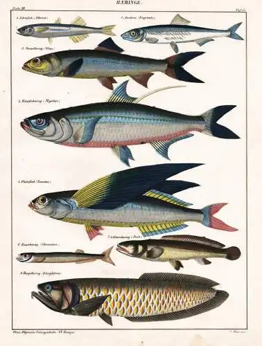 Haeringe - Hering Anchovies / Fisch Fische fish fishes / Zoologie zoology