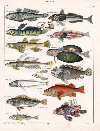 Grundeln - gobies Feilenfisch Filefish Stichling Stickleback / Fisch Fische fish fishes / Zoologie zoology