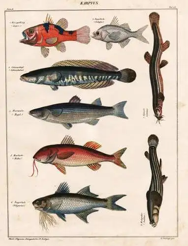 Karpfen - carp Fingerfisch Giant African threadfin Meerbarbe Goatfish / Fisch Fische fish fishes / Zoologie zo