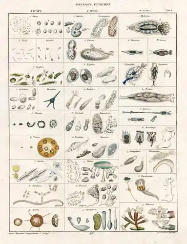 Infusions-Thierchen - Infusoria Infusorien microorganism Mikroorganismus / Zoologie zoology